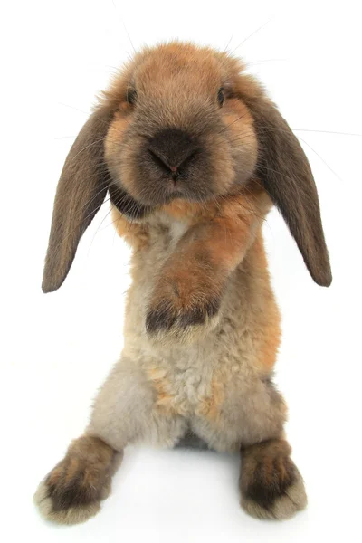 Stehendes flauschiges Kaninchen — Stockfoto