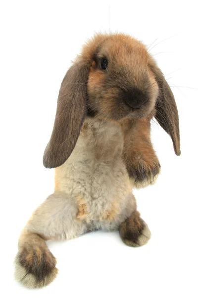 Standing fluffy rabbit — Stock Photo, Image