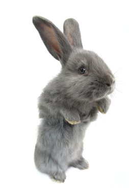 Kabarık gri tavşan