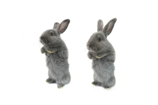 Lapins gris moelleux — Photo