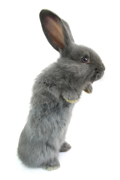 Пушистый серый кролик — стоковое фото
