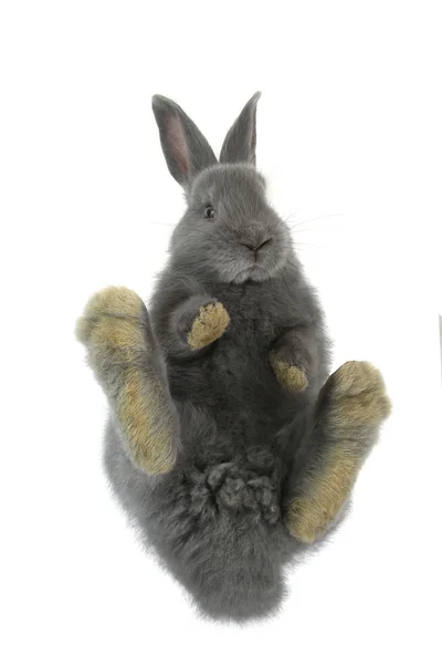 Пухнастий кролик сірий — стокове фото