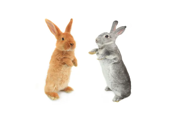 Два стоящих кролика — стоковое фото