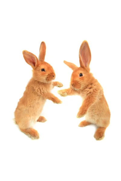 Two standing rabbits — Stock Photo, Image