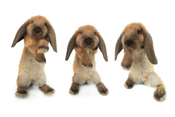 Three standing rabbits — Stock Photo, Image