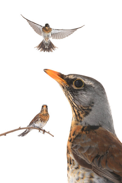 Thrushes  flying  and sitting on the branch