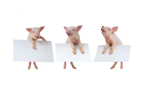 Drie varkens met blad — Stockfoto