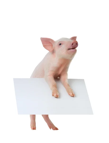 Свинья с листом для текста — стоковое фото