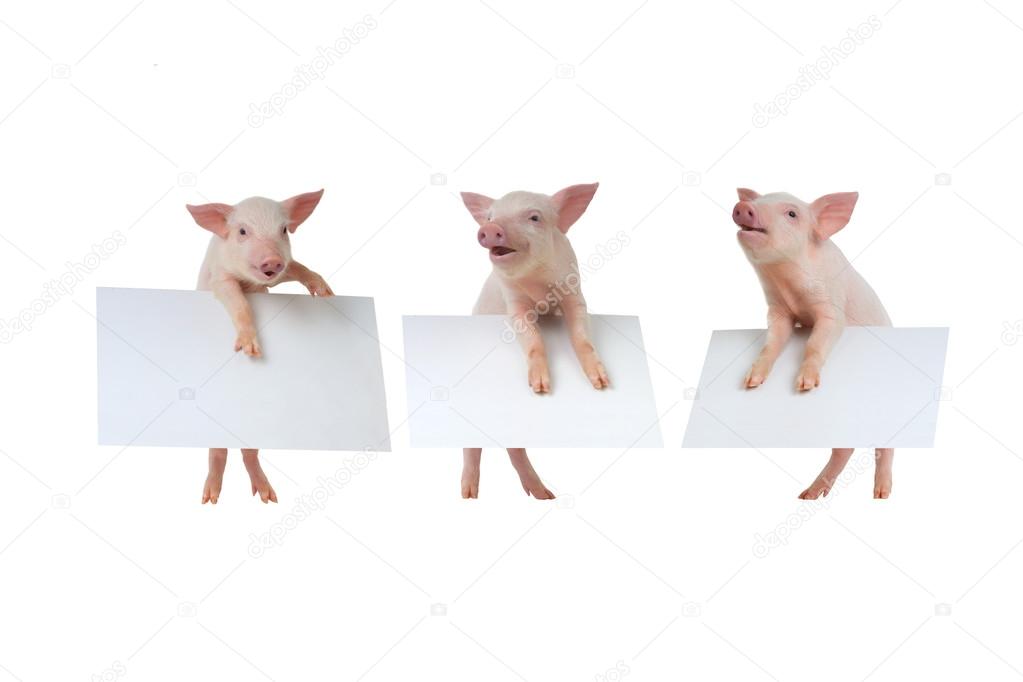 Three pigs with sheet