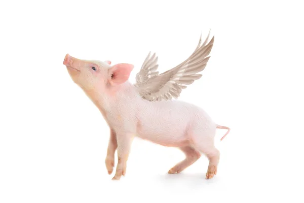 Little pig with wings — Stock Photo, Image