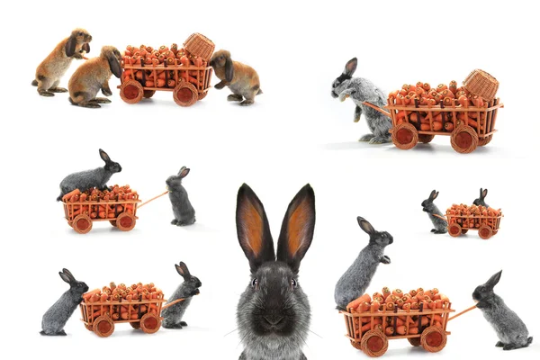Graue Kaninchen mit Karotten — Stockfoto