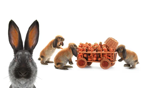 Três coelhos castanhos com cenouras — Fotografia de Stock