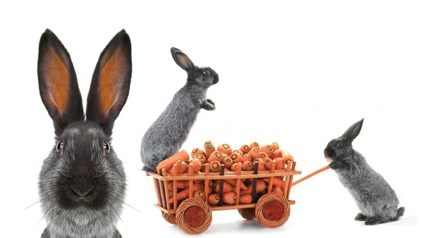 Drei braune Kaninchen mit Karotten — Stockfoto