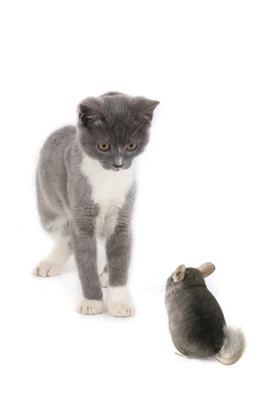 Шиншилла и британский котенок — стоковое фото