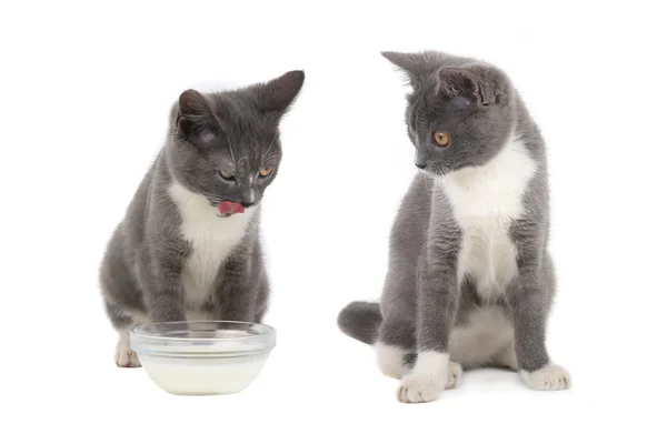 Two  british kittens with milk — Stock Photo, Image