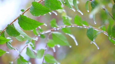 ilk sonbahar frosts
