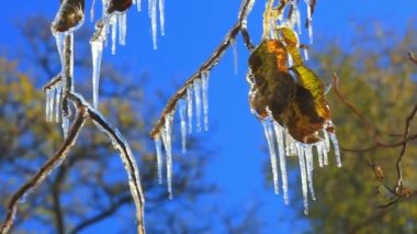 ilk sonbahar frosts