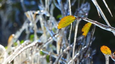 ilk sonbahar frosts