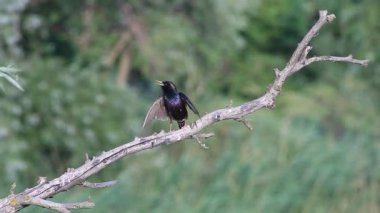 dalda oturan şarkı sığırcık