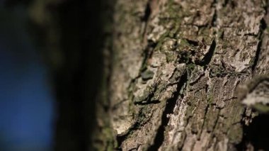 ağaç üzerinde sürünerek karıncalar