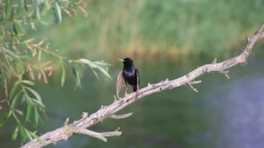 dalda oturan şarkı sığırcık