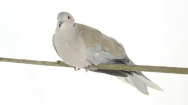 Avrasya yakalı güvercin