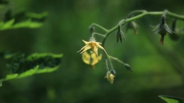 domates yakın çekim çiçekler