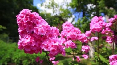 Mor Bahçe phlox