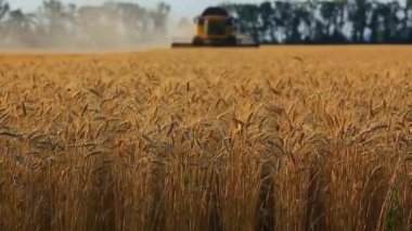buğday hasat birleştirmek