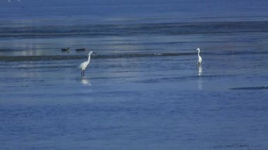 Yiyecek aramaya sorguçlar