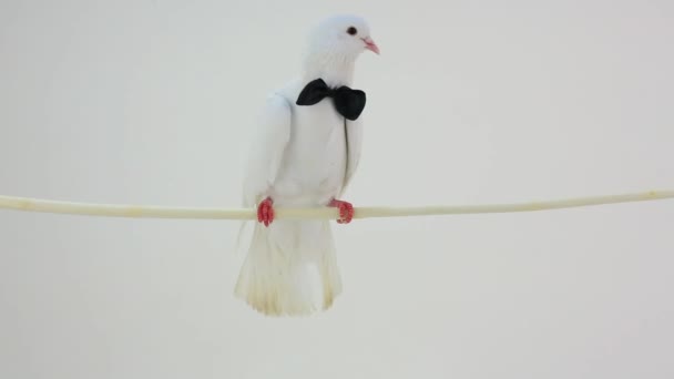 Wedding white pigeon — Stock Video