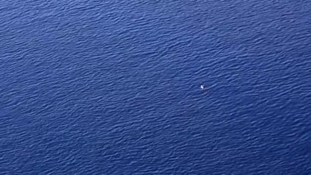 Mouette sur l'eau bleue — Video