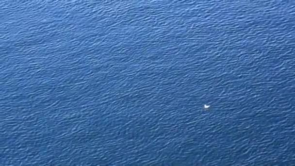 Seagull op blauw water — Stockvideo