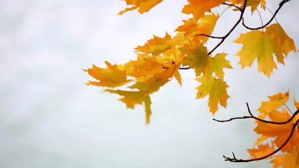 Feuilles d'érable sur la rivière — Video