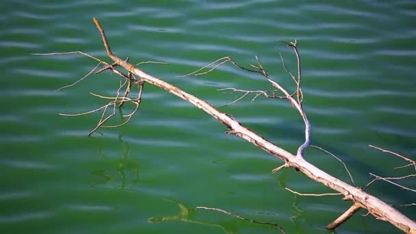 Alter Baum über Wasser — Stockvideo