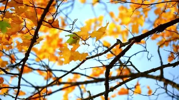 Feuilles d'érable sur la rivière — Video