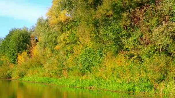 Golden Autumn on the lake — Stock Video