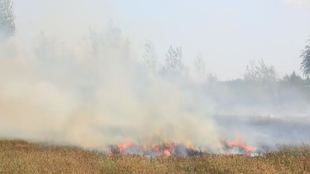 불타는 분야에서 마른 잔디 — 비디오