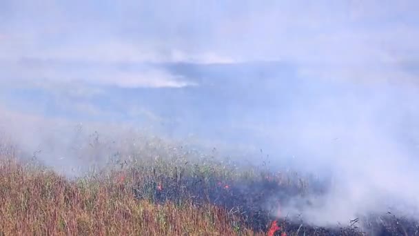 Burning dry grass in the field — Stock Video