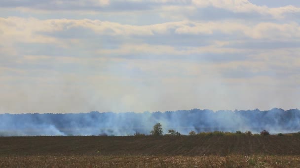 Burning torrt gräs i fältet — Stockvideo