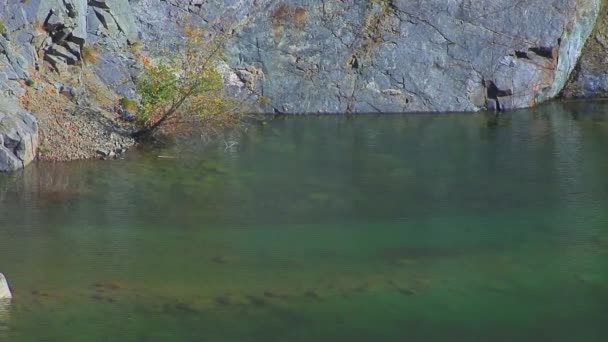 水の近くの岩の上のツリー — ストック動画