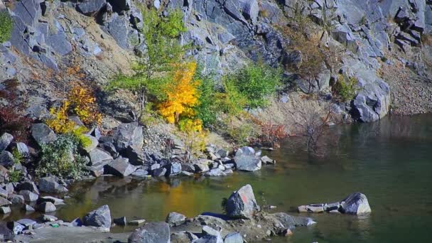 Árbol en roca cerca del agua — Vídeo de stock