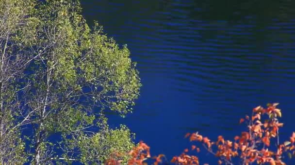 Tree against blue water — Stock Video