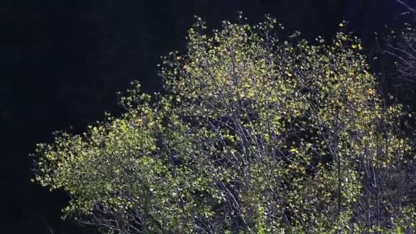 Baum gegen Berge — Stockvideo