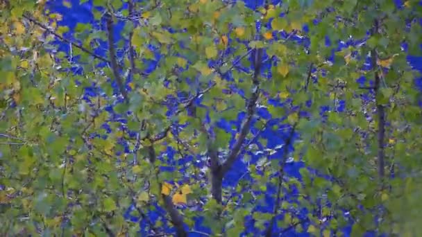 Viento balancea árbol verde — Vídeos de Stock