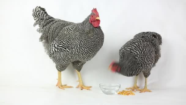 Hen and rooster drink water — Stock Video