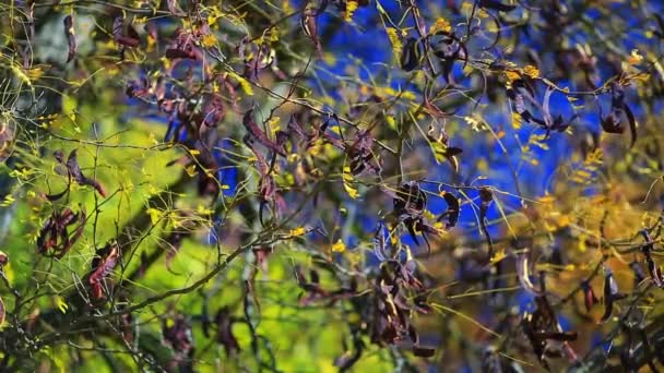 Acacia contra el cielo azul — Vídeo de stock