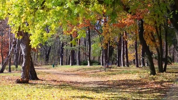 Bench in park in fall — Stock Video