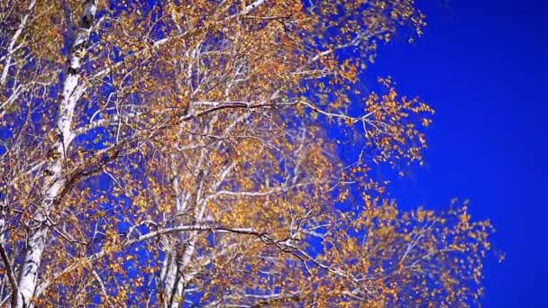 Gelbe Blätter der Birke — Stockvideo