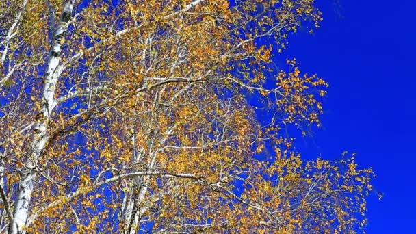 Yellow leaves of birch — Stock Video